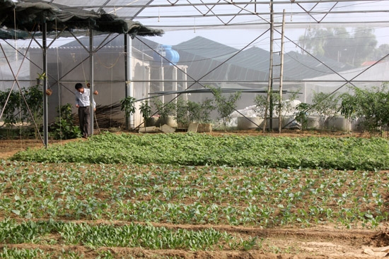 Mô hình trồng rau sạch, an toàn trong nhà kính phải tuân thủ theo quy trình nghiêm ngặt