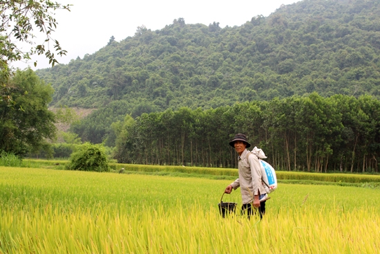 Rừng Khánh Giang - Trường Lệ ngày xưa che bộ đội nay đem lại nguồn nông lâm sản cho bà con.