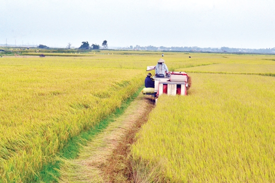 Ứng dụng khoa học kỹ thuật vào sản xuất đã giúp năng suất lúa ở Đức Phong (Mộ Đức) tăng cao.           Ảnh:  N.Triều