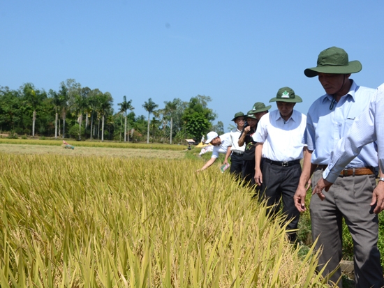 Đoàn đi khảo sát thực tế tại ruộng lúa sản xuất thử.