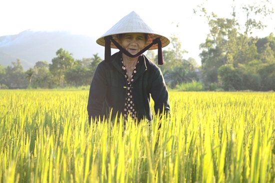 Người dân Phú Sơn phấn khởi bên ruộng lúa trĩu hạt.