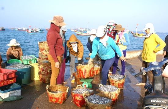 Cá cơm về cảng cá Lý Sơn.                          