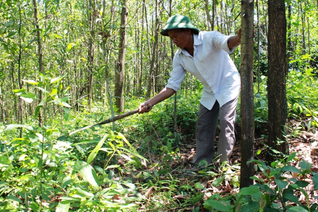 Ông Minh chăm sóc rừng keo.