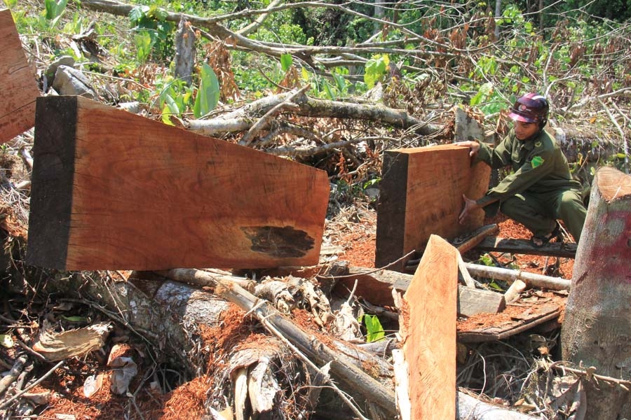Nhiều loại gỗ Quý vẫn được quy thành gỗ tạp.