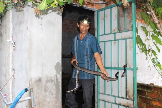 Việc nuôi rắn hổ trâu mang đến cho anh Phụng nguồn thu không nhỏ.