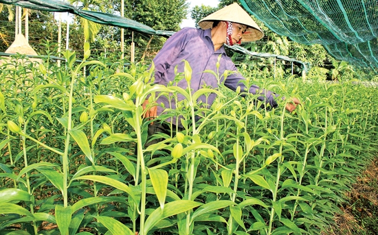 Trung tâm hỗ trợ kỹ thuật nông- lâm nghiệp Dung Quất phối hợp cùng nông dân đưa giống hoa ly Đà Lạt về trồng ở Quảng Ngãi.                                                                                                                                                                              Ảnh: Ý THU