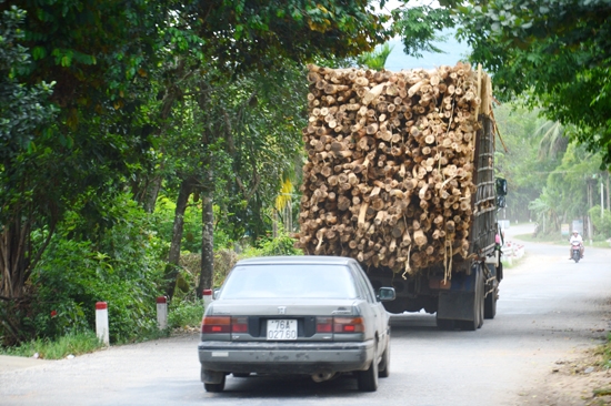 Xe chở gỗ keo quá tải lưu thông trên Quốc lộ 24 đoạn qua huyện Ba Tơ.