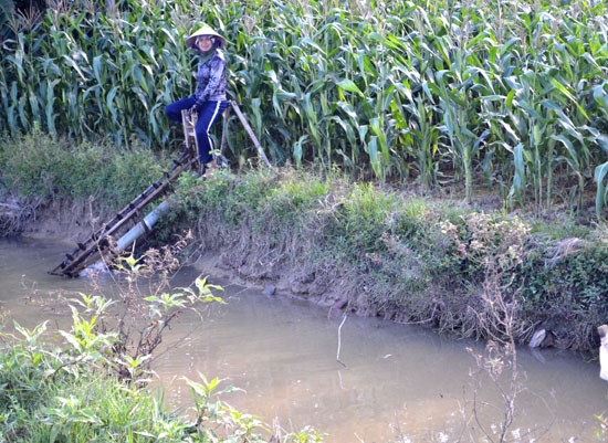 Người trồng bắp tận dụng các nguồn nước từ kênh, mương để tưới cho bắp.