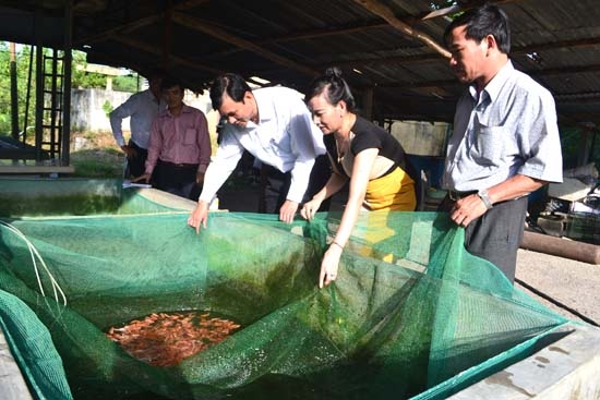 Phó Chủ tịch UBND tỉnh Phạm Trường Thọ (thứ 3 từ phải qua) kiểm tra công đoạn sản xuất giống cá nước ngọt.