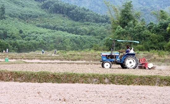 Dự báo nắng hạn xảy ra, huyện Ba Tơ đã chuyển một số diện tích lúa chân cao sang trồng cây chịu hạn.