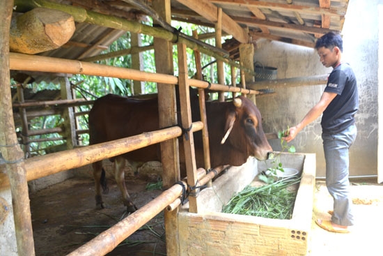 Nhờ phát triển chăn nuôi bò lai mà nhiều hộ gia đình ở Trà Sơn đã thoát nghèo.