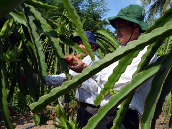 Phó Chủ tịch UBND tỉnh Phạm Trường Thọ thăm mô hình trồng thanh long ở xã Phổ Vinh.