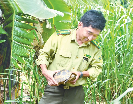 Cá thể rùa Trung Bộ được tìm thấy tại xã Bình Khương.