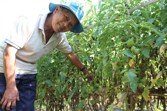  Dù mang lại hiệu quả kinh tế cao, nhưng mô hình trồng cà chua Hồng Đào ở xã Hành Minh vẫn khó nhân rộng.