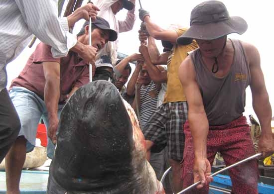   Ngư dân xã Nghĩa An trúng đậm phiên biển, với nhiều loại hải sản có giá trị kinh tế cao.
