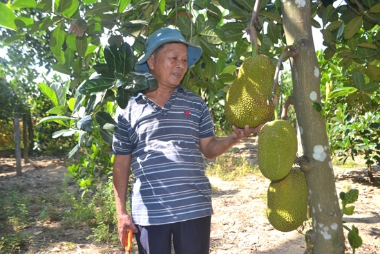Mô hình trồng cây mít Thái siêu sớm, đem lại hiệu quả kinh tế cao.