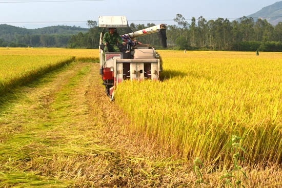 Nhờ dồn điền đổi thửa, năng suất lúa ở xã Đức Phú (Mộ Đức) tăng lên đáng kể. Bộ mặt nông thôn mới ở xã Phổ Hòa (Đức Phổ).