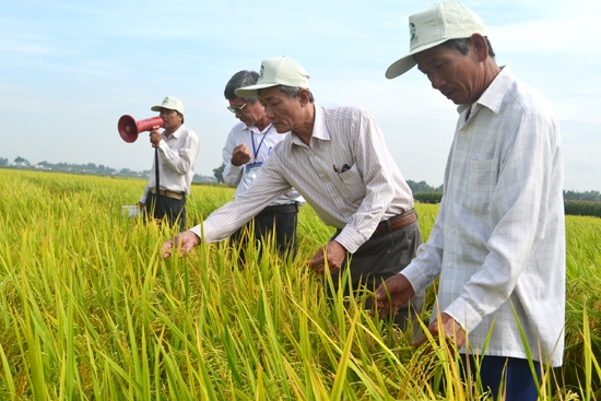  Lãnh đạo Sở NN&PTNT kiểm tra việc sản xuất lúa tại cánh đồng xã Đức Hiệp (Mộ Đức).
