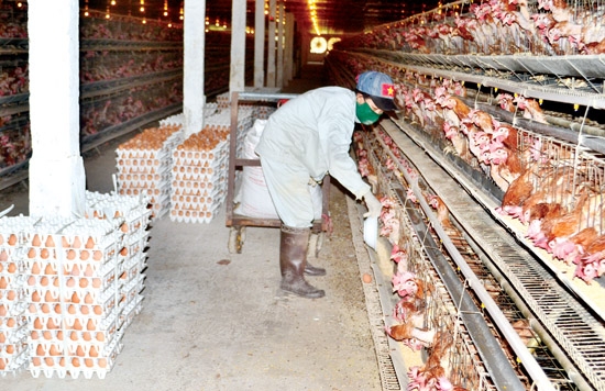  Nuôi gà đẻ trứng được xem là đối tượng hứa hẹn nhiều tiềm năng. Trong ảnh: Trang trại nuôi gà đẻ trứng của anh Tạ Công Phi Vũ