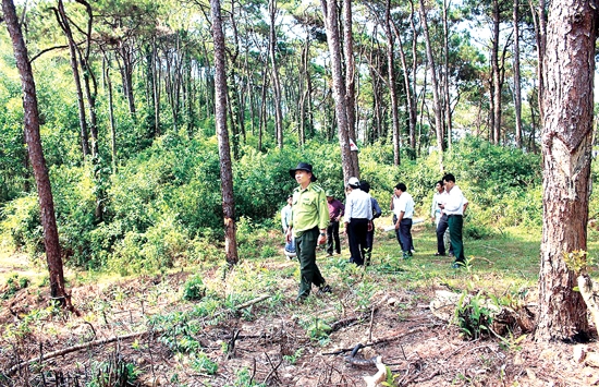 Các ngành hữu quan của tỉnh kiểm tra công tác bảo vệ rừng ở Ba Tơ.                      Ảnh: P.V