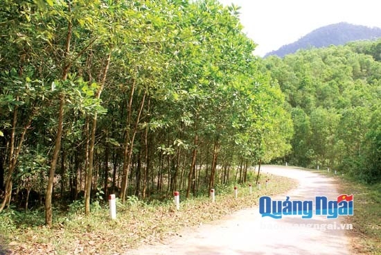 Diện tích đất ở thôn Con Dóc, xã Ba Trang (Ba Tơ) giao cho Tập đoàn Tân Mai do bỏ hoang nên bị người dân lấn chiếm trồng keo.