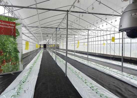 Hai mô hình sản xuất “Nhà kính - Green house” và “Nhà máy rau - Vegetable factory” được vận hành để trồng thử nghiệm và giới thiệu những loại rau có giá trị gia tăng cao