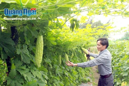 Mô hình trồng rau an toàn theo quy trình VietGAP của người dân, với sự hỗ trợ của Trung tâm hỗ trợ kỹ thuật Nông - Lâm nghiệp Dung Quất.                                                                                                             