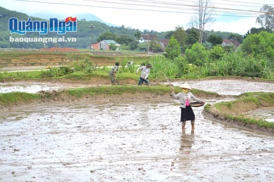 Nông dân xã Thanh An (Minh Long) khẩn trương xuống giống vụ đông xuân 2015 – 2016