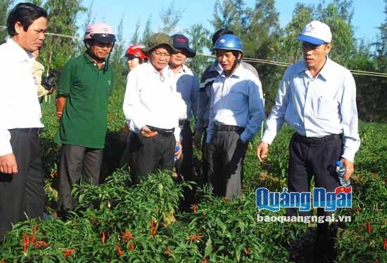 Các đại biểu tham quan mô hình trồng ớt vụ đông tại thôn Đạm Thủy Bắc, xã Đức Minh (Mộ Đức).                                           Ảnh: N.K