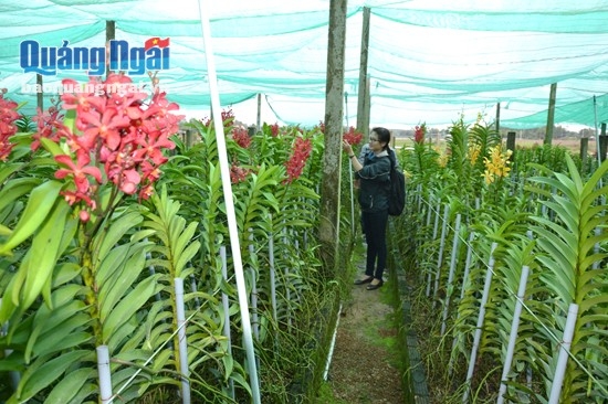 Do ảnh hưởng của thời tiết nên vườn lan của ông Võ Trọng Thanh khả năng chỉ ra bông vào dịp Tết khoảng 10%.
