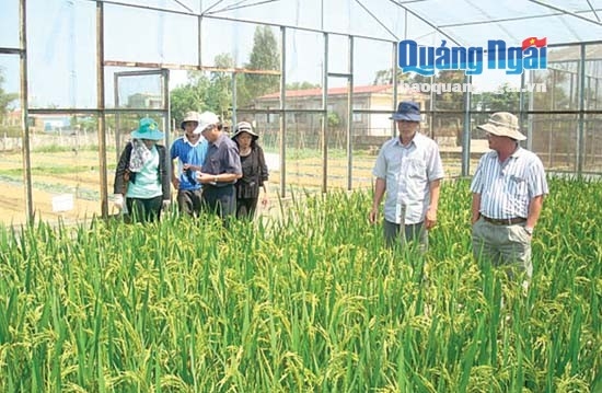 Khảo nghiệm giống lúa mới tại Trạm khảo nghiệm và Hậu kiểm giống cây trồng Sơn Tịnh.              