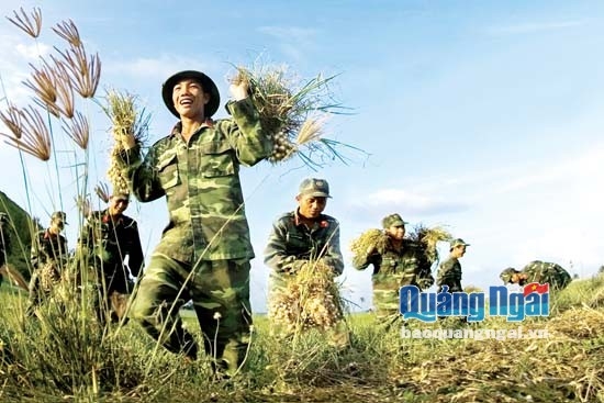  Bộ đội giúp dân thu hoạch tỏi ở Lý Sơn.  Ảnh: Thành Long