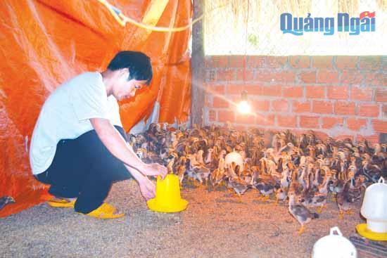 Hơn 500 con gà được anh Tuấn chăm sóc cẩn thận.