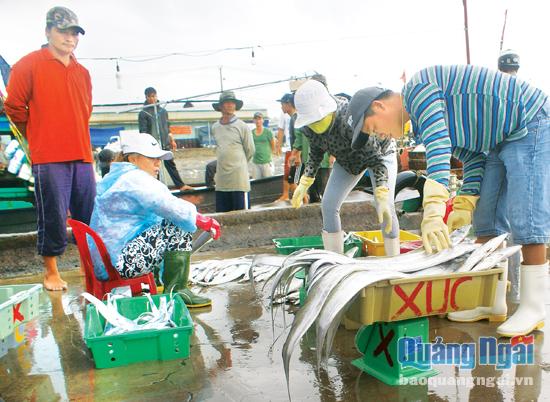 Thương lái thu mua cá của ngư dân Quảng Ngãi tại cảng Thọ Quang (Đà Nẵng).    