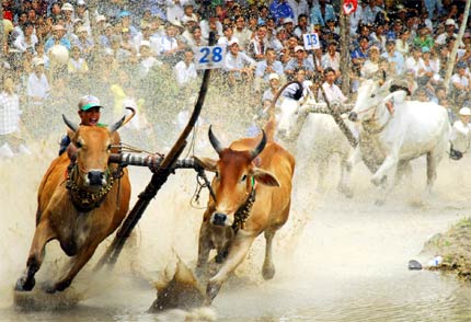 Hội đua bò Bảy Núi, An Giang trở thành di sản văn hóa phi vật thể cấp quốc gia