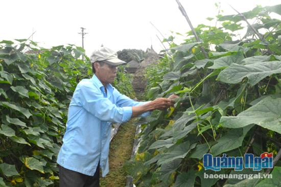 Nông dân chăm sóc vườn rau chuẩn bị cung cấp cho thị trường Tết.