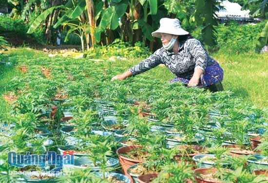 Bà Lài đang chăm sóc hoa vạn thọ phục vụ Tết Nguyên đán.