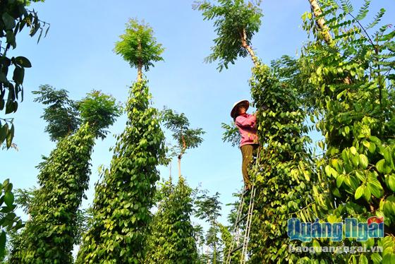 Những vườn tiêu ở “làng Quảng Ngãi” vươn lên xanh tốt trên vùng đất đỏ miền Đông.