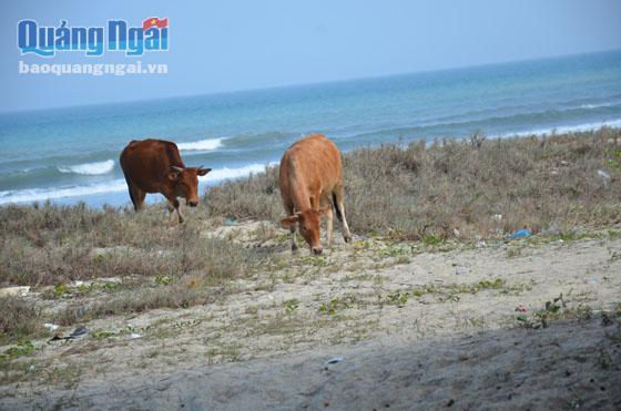 Những chú bò gặm cỏ bên bãi biển.