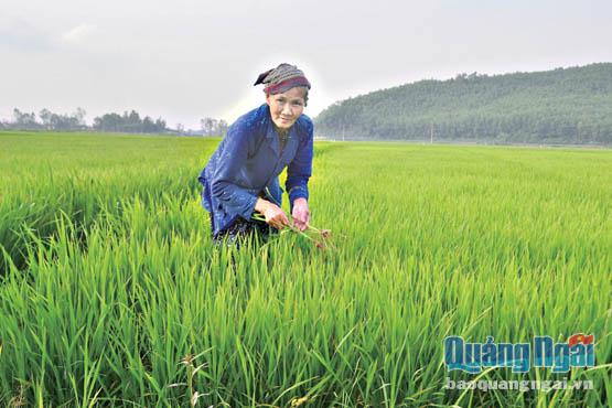  Dồn điền đổi thửa giúp việc sản xuất của người dân thôn Phú An, xã Đức Hiệp (Mộ Đức) thuận lợi và tiết kiệm chi phí.