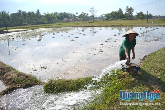 Việc điều tiết nước thiếu hợp lý khiến nhiều nông dân sản xuất ở xa kênh phải dùng máy bơm nước để đảm bảo tiến độ sản xuất.