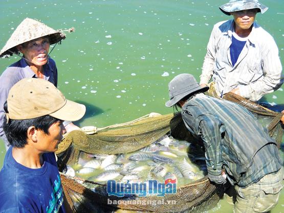 Nghề nuôi cá nước ngọt đang được nhiều người dân quan tâm vì dễ nuôi, giá bán ổn định.
