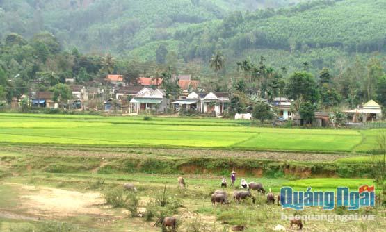 Nhờ trồng cây keo nguyên liệu và chăn nuôi, nhiều xóm làng ở Ba Tơ đã khởi sắc.    