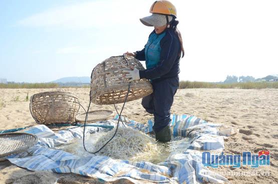 Chị Văn ở quê chồng tận thôn Ngân Giang, xã Tịnh Hà, đi hàng chục km để đến nơi làm giá.