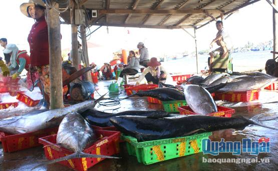 Thương lái thu mua cá ngừ đại dương để xuất khẩu.