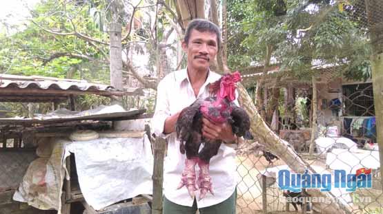 Ông Phạm Tuân với con gà Đông Tảo giống được hỏi mua với giá 12 triệu đồng.