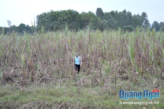 Mía không bán được, nông dân xã Bình Trung đành bỏ khô ngoài đồng.