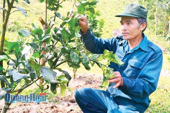 Sau 3 năm chăm sóc, vườn bưởi da xanh của ông Phan Hai, ở xã Hành Tín Tây (Nghĩa Hành) đã bắt đầu ra hoa kết trái.
