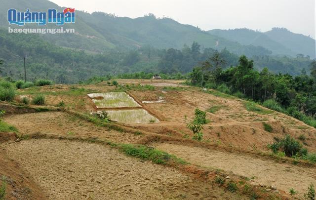 Diện tích đất cải tạo để làm ruộng lúa nước bị bỏ hoang vì không trồng lúa được