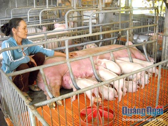 Quyết định số 36 của UBND tỉnh nhằm thúc đẩy và nâng cao hiệu quả chăn nuôi, nhưng nhiều nông dân chưa được tiếp cận.    